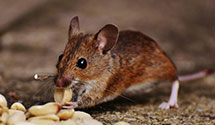 24 Hour & Emergency Exterminators in City Center, NV